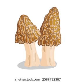 Morel mushrooms set. Edible forest mushroom icon. Hand drawn trendy flat style isolated icon on a transparent background Morchella esculenta fungus group engraved. Vector illustration