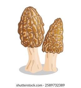 Morel mushrooms set. Edible forest mushroom icon. Hand drawn trendy flat style isolated icon on a transparent background Morchella esculenta fungus group engraved. Vector illustration