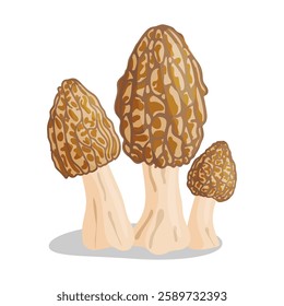 Morel mushrooms set. Edible forest mushroom icon. Hand drawn trendy flat style isolated icon on a transparent background Morchella esculenta fungus group engraved. Vector illustration