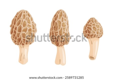 Morel mushrooms set. Edible forest mushroom icon. Hand drawn trendy flat style isolated icon on a transparent background Morchella dunensis fungus group engraved. Vector illustration