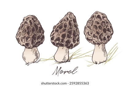 Desenho de esboço de cogumelos Morel, ilustração vetorial desenhada à mão