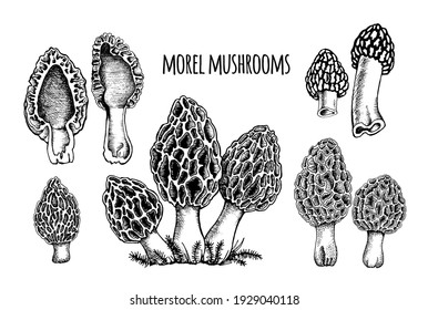 Morel mushrooms Vector illustration hand drawn, family of edible mushrooms, cut mushroom, spongy morel, healthy organic food, vegetarian food, fresh mushrooms isolated on white background