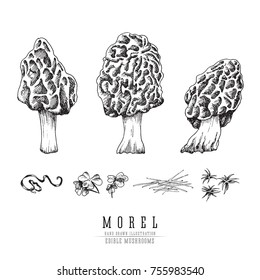 Morel mushrooms vector sketch collection. Edible mushroom isolated engraving on white background.