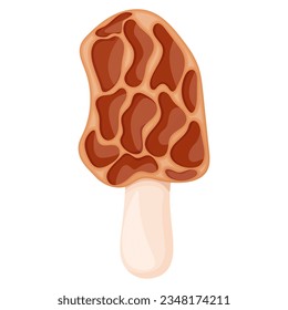 Morel on white background, forest edible mushroom vector illustration