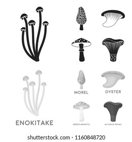 Morel, oyster, green amanita, actarius indigo.Mushroom set collection icons in black,monochrome style vector symbol stock illustration web.