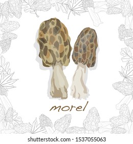 morel, yellow morel, true morel and sponge morel - edible mushrooms (Morchella esculenta)