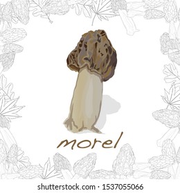 morel, yellow morel, true morel and sponge morel - edible mushrooms (Morchella esculenta)