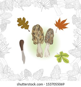 morel, yellow morel, true morel and sponge morel - edible mushrooms (Morchella esculenta)