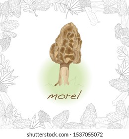 morel, yellow morel, true morel and sponge morel - edible mushrooms (Morchella esculenta)