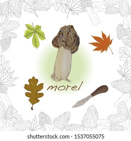 morel, yellow morel, true morel and sponge morel - edible mushrooms (Morchella esculenta)