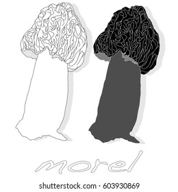 morel, yellow morel, true morel and sponge morel - edible mushrooms (Morchella esculenta) vector illustration