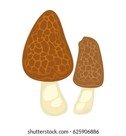 Morels collection two mushrooms isolated on white