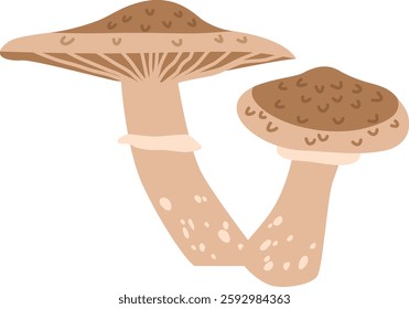 Morels toadstool mushroom vector illustration