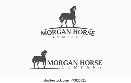 Morgan Horse