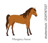 Morgan horse. Equine purebred breed. Pets dressage. Racehorse or western ranch. Pedigree mammal. Thoroughbred stallion. Equestrian race. Farm stable. Horsy species. Vector domestic animal