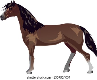 Morgan Horse,  Stallion Galop ,  Animal - Vector Illustration