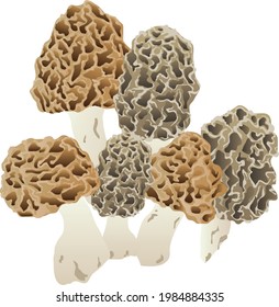 Morilles morel fungi mushroom food vector