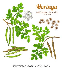 Moringa Branch Colored Detailed Illustration