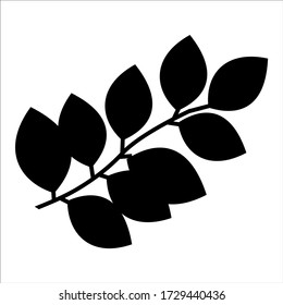Moringa. Branch, leaves. Black silhouette on white background.