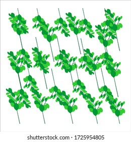 Moringa green leaves seamless pattern. Vector illustration of moringa oleifera branch Isolated on white background. Superfood icon in cartoon flat style.