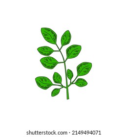 Moringa Green Plant and Leaves. Isolated on white background. Vector illustration flat design