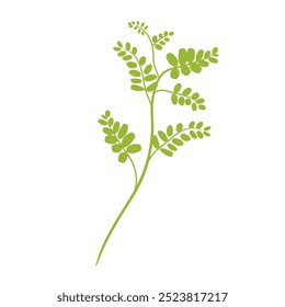 Moringa Green Twig Vector Illustration