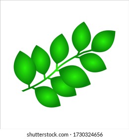 Ilustración vectorial de icono de hoja de moringa. Productos naturales de desintoxicación saludable con fondo blanco EPS 10