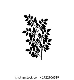 Moringa Blatt Symbol Vektorgrafik.