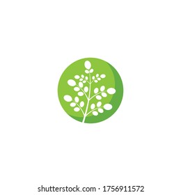 Diseño vectorial de ilustración de hoja de moringa