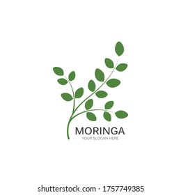 Moringa leaf illustration vector design