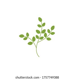 Moringa leaf illustration vector design