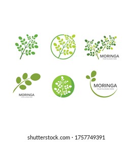 Moringa Leaf Illustration Vector Design