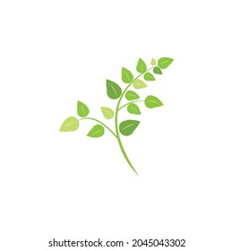 Moringa leaf illustration vector design