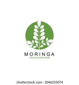 Moringa leaf illustration vector design