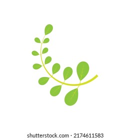 Moringa leaf logo illustration vector design