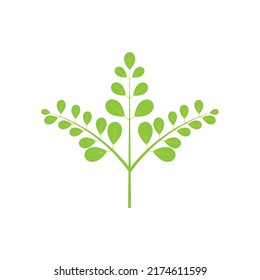 Moringa leaf logo illustration vector design