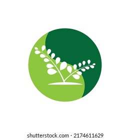 Moringa-Blatt-Logo-Illustration, Vektordesign