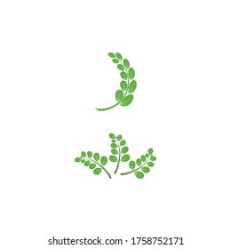 Moringa leaf Logo Template vector symbol nature