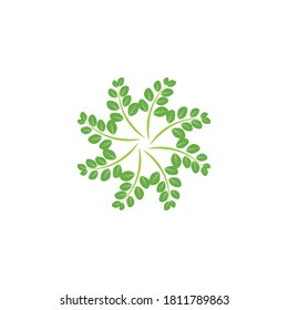 Moringa leaf Logo Template vector symbol nature