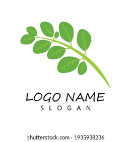 Moringa leaf Logo Template vector symbol nature
