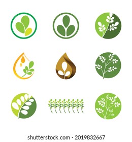 Moringa leaf Logo Template vector symbol nature