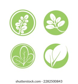 moringa leaf nature icon vector illustration template design