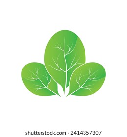 diseño de ilustraciones vectoriales del icono de la hoja de moringa