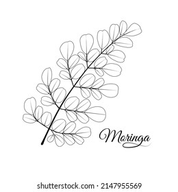 Moringa leaf or Moringa oleifera sketch, isolated on white background, vector illustration.