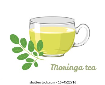 Moringa Leaf Tea in glass cup isolated on white background. Vector illustration of caffeine-free drink in cartoon flat style.