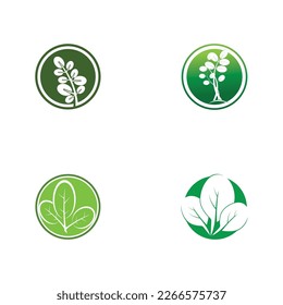 moringa leaf tradicional medicine icon vector illustration template design
