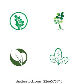 moringa leaf tradicional medicine icon vector illustration template design