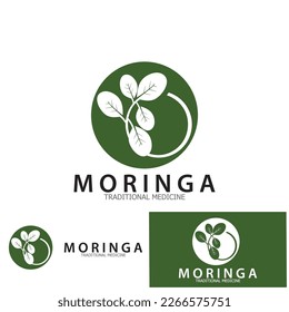 moringa leaf tradicional medicine icon vector illustration template design
