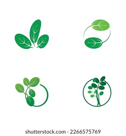 moringa leaf tradicional medicine icon vector illustration template design