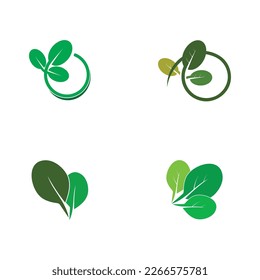 moringa leaf tradicional medicine icon vector illustration template design